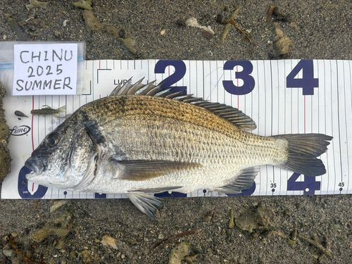 ミナミクロダイの釣果