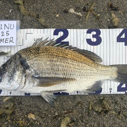 ミナミクロダイ