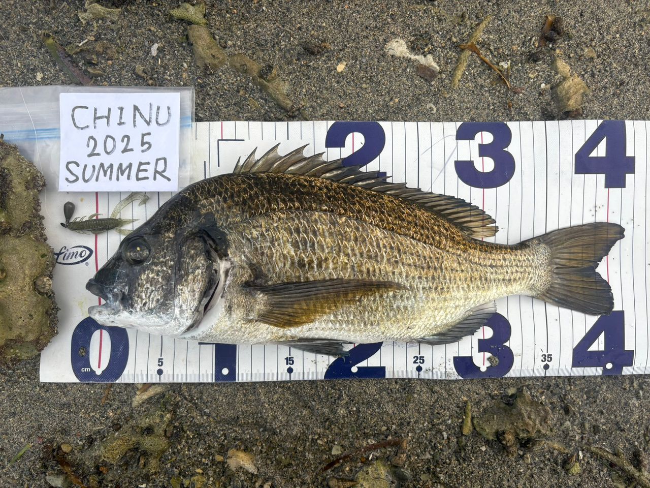 ミナミクロダイ