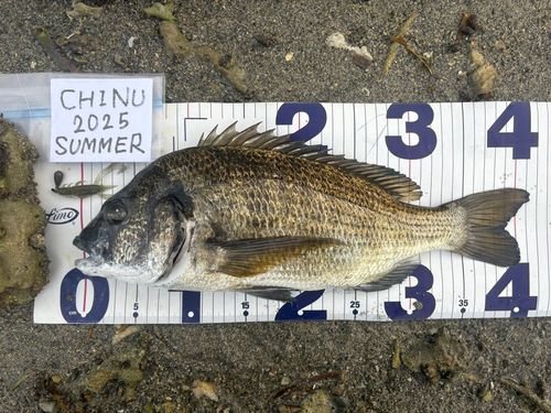 ミナミクロダイの釣果