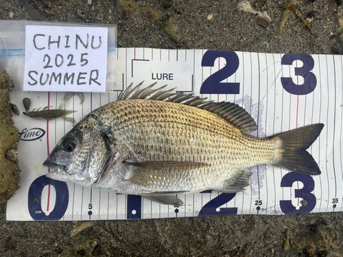 ミナミクロダイの釣果