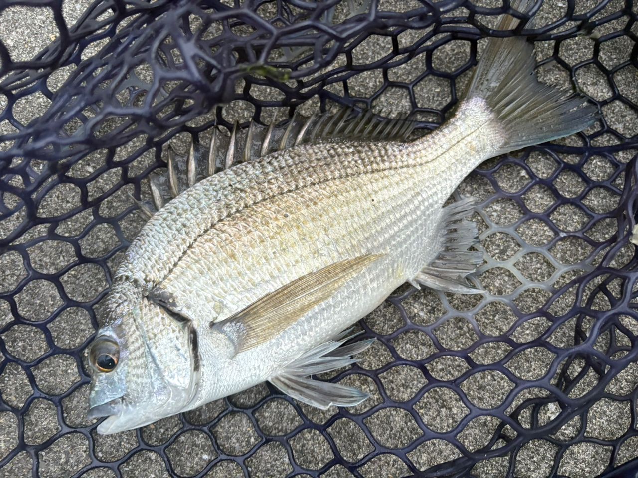 ミナミクロダイ