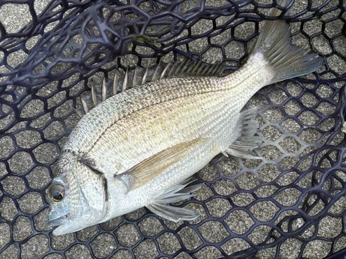 ミナミクロダイの釣果