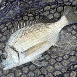 ミナミクロダイ