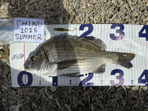 ミナミクロダイの釣果