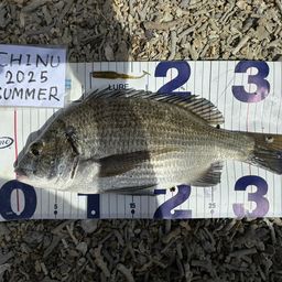 ミナミクロダイ