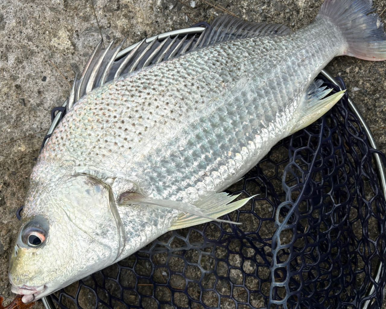 ホシミゾイサキ