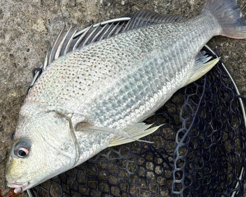 ホシミゾイサキの釣果