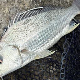 ホシミゾイサキ