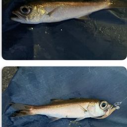 クロムツ