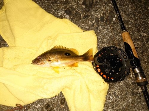 クロホシフエダイの釣果