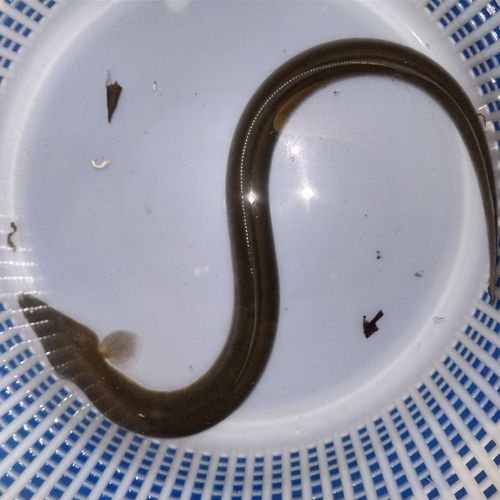 ウナギの釣果