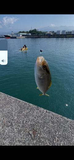 ショゴの釣果