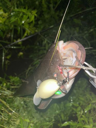 ナマズの釣果