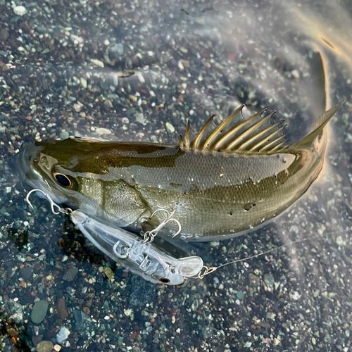 セイゴ（ヒラスズキ）の釣果