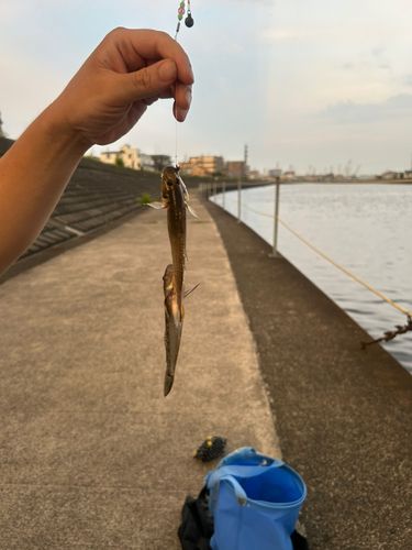 マハゼの釣果