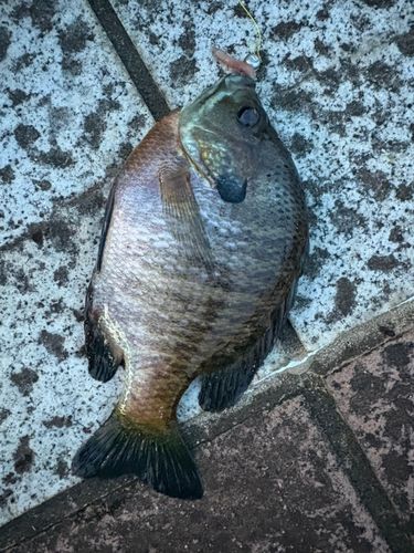 ブルーギルの釣果