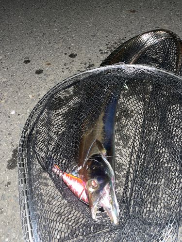 タチウオの釣果