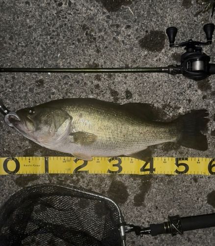 ブラックバスの釣果