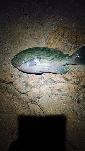 グレの釣果