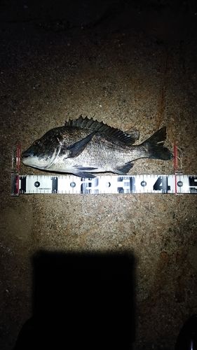 チヌの釣果