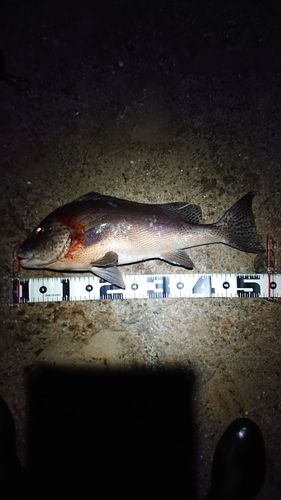 コロダイの釣果