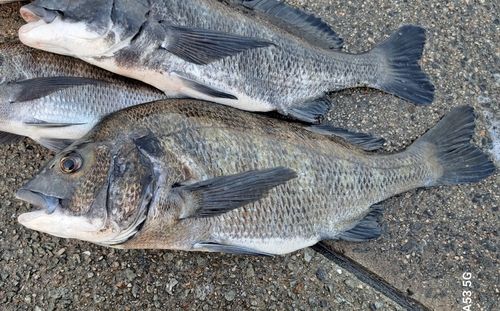 チヌの釣果