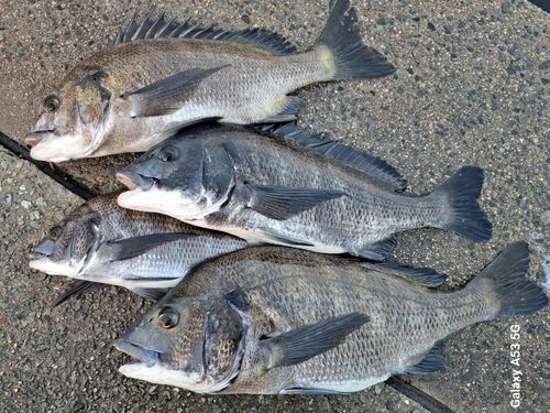 チヌの釣果