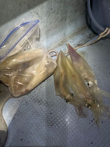 ケンサキイカの釣果