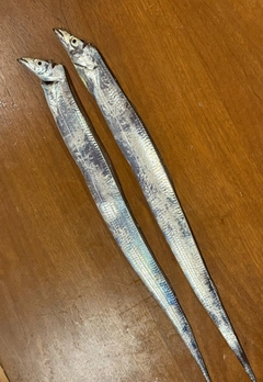 タチウオの釣果