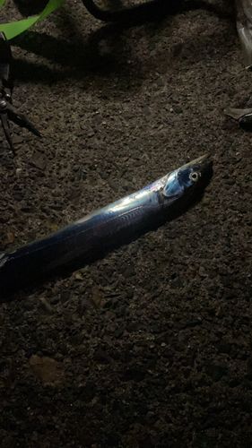 タチウオの釣果
