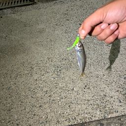 アジ