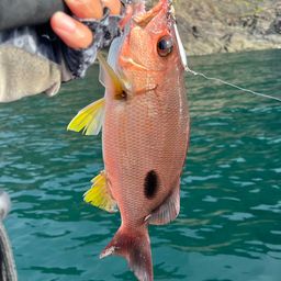 クロホシフエダイ