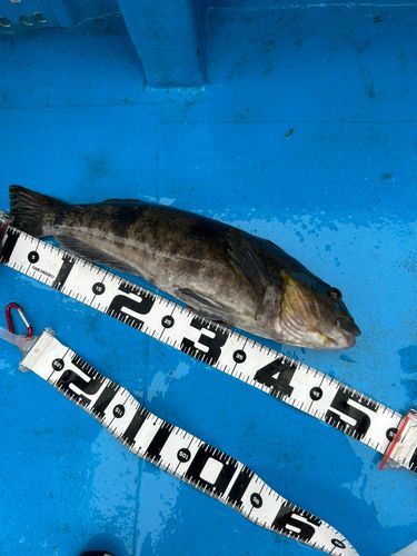アイナメの釣果