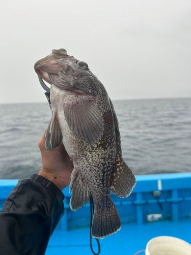 クロソイの釣果