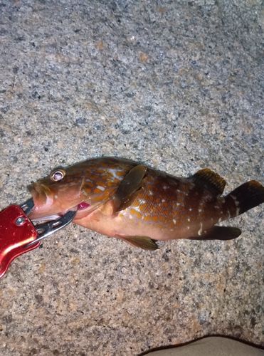 アコウの釣果