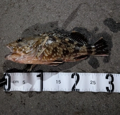 カサゴの釣果