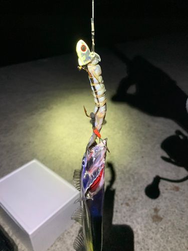 タチウオの釣果