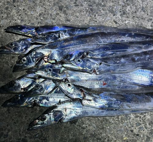 タチウオの釣果