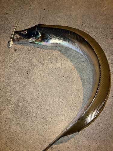 タチウオの釣果