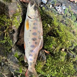 ヤマメ