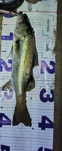 シーバスの釣果
