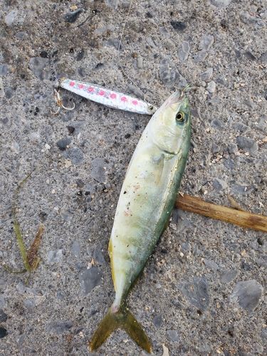 フクラギの釣果