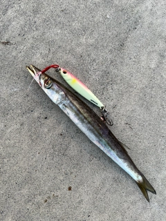カマスの釣果