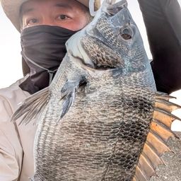 クロダイ