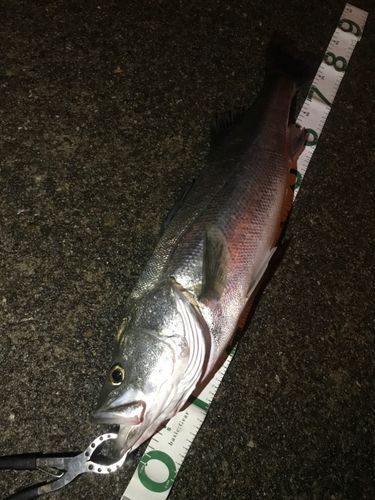 シーバスの釣果