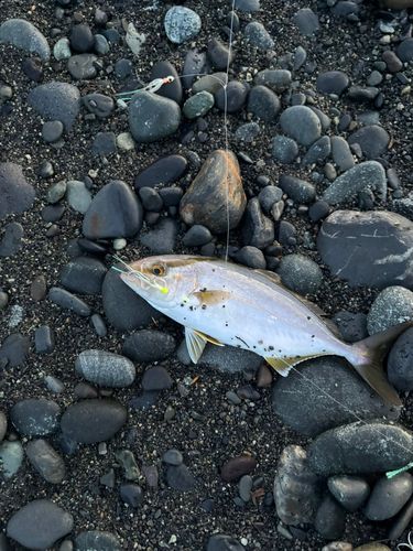 ショゴの釣果