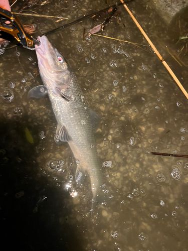 ボラの釣果