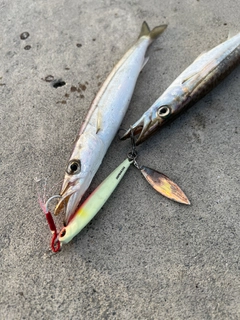 カマスの釣果