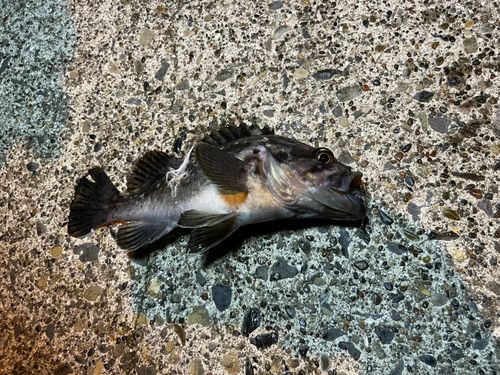 クロソイの釣果